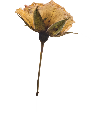 Hand Pressed Flora